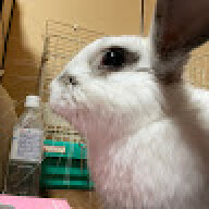 GINzzp