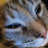 notbob_492